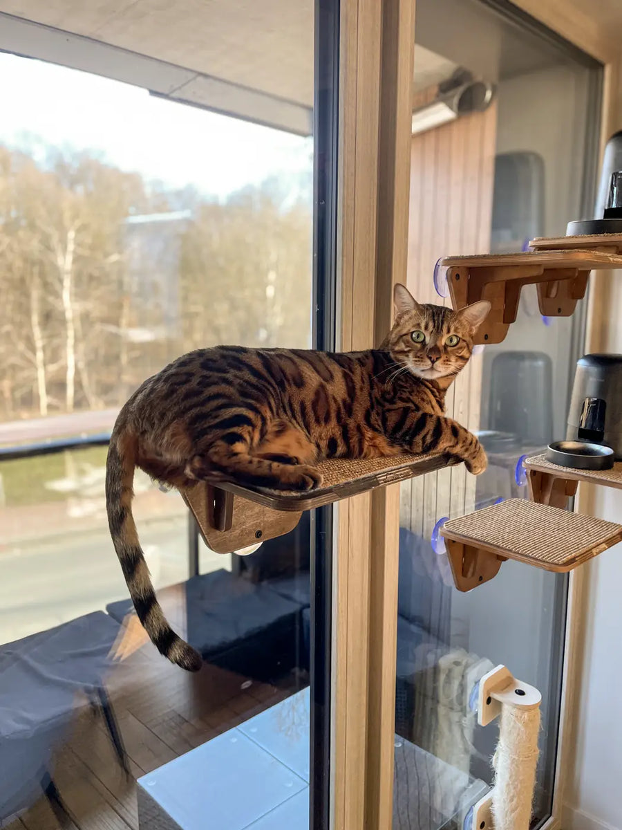 King lying on the Platform at a sunny window, Steps below