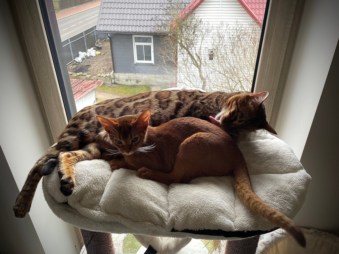 Bengal cat and Abyssinian kitten cuddling on a cozy cat perch by the window. Helping cats feel comfortable when left alone—tips for reducing separation anxiety in pets.