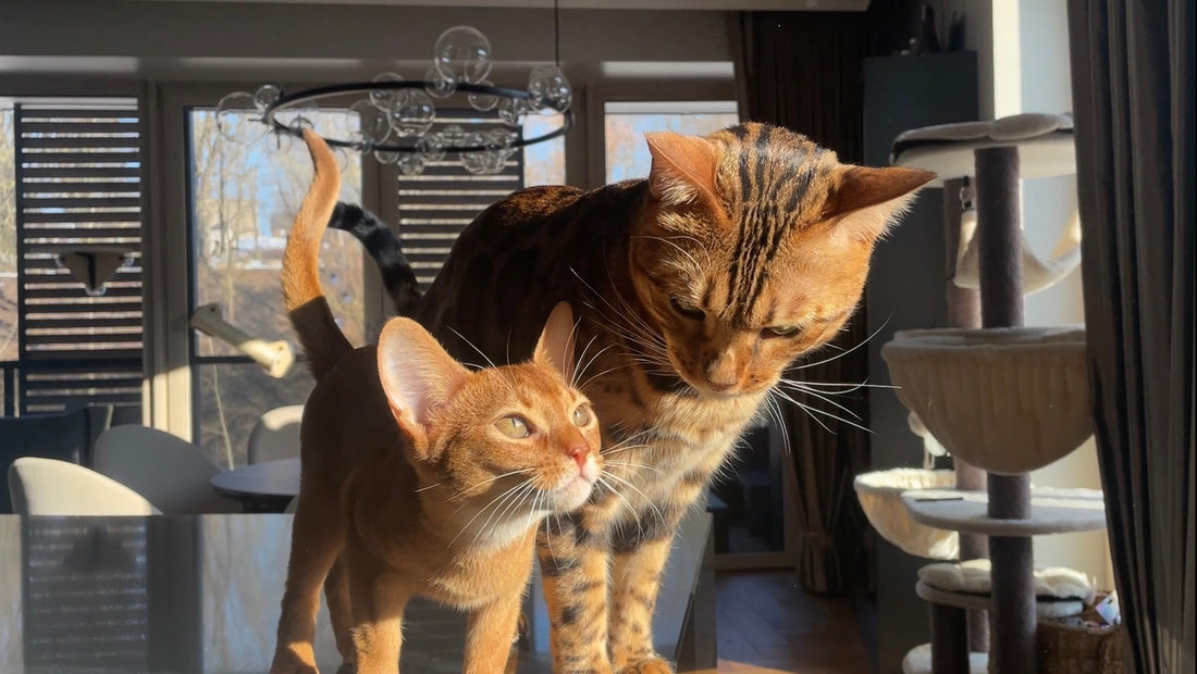 Bengal cat and Abyssinian kitten bonding in a sunlit home. Introducing a second cat—King and Chanel's journey to becoming best friends. Tips for a smooth multi-cat introduction.