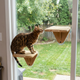 Indoor Cat Activity System