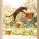 Indoor Cat Activity System