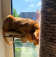 Indoor Cat Activity System