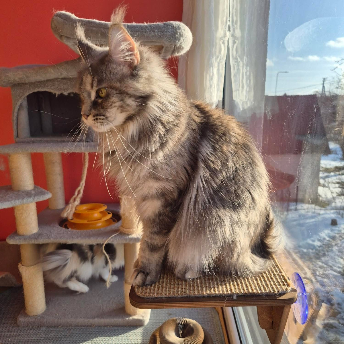 Window Cat Platform