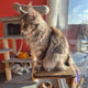 Indoor Cat Activity System