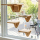 Indoor Cat Activity System