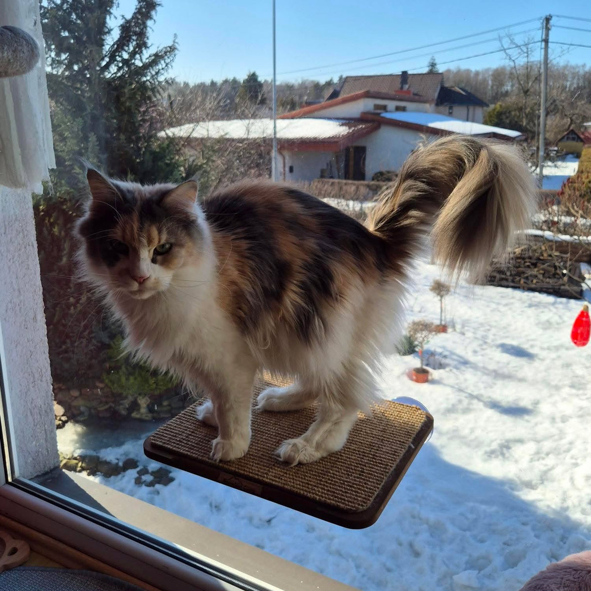 Window Cat Platform
