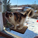 Indoor Cat Activity System