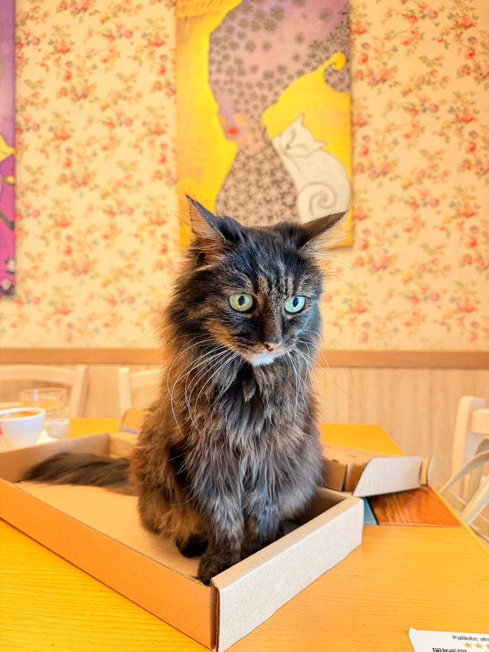 Cats on Meowtain shelves at a cat cafe window