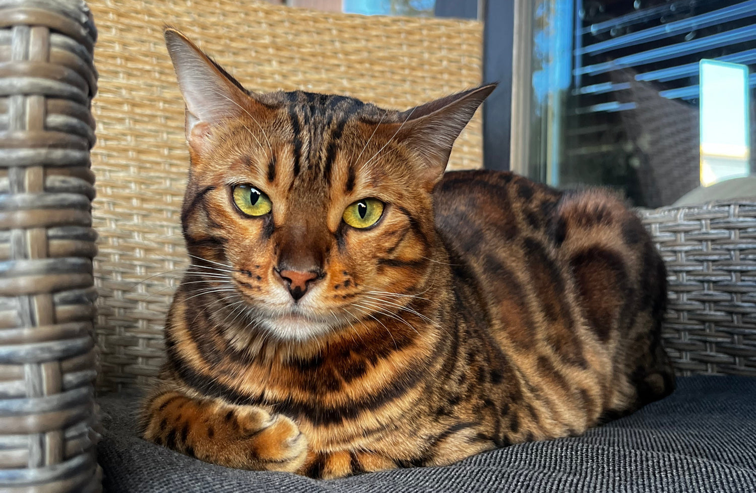 Close-up of a Bengal cat relaxing outdoors. Learn how to create an engaging and enriching environment for your cat with Meowtain Climb.