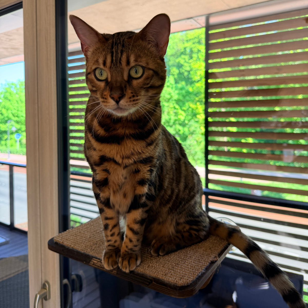 Window Cat Platform