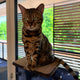 Indoor Cat Activity System