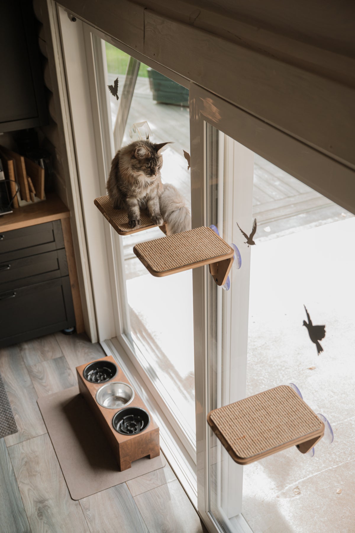 Chanel sitting on a Platform held to a window by suction cups, snow outside