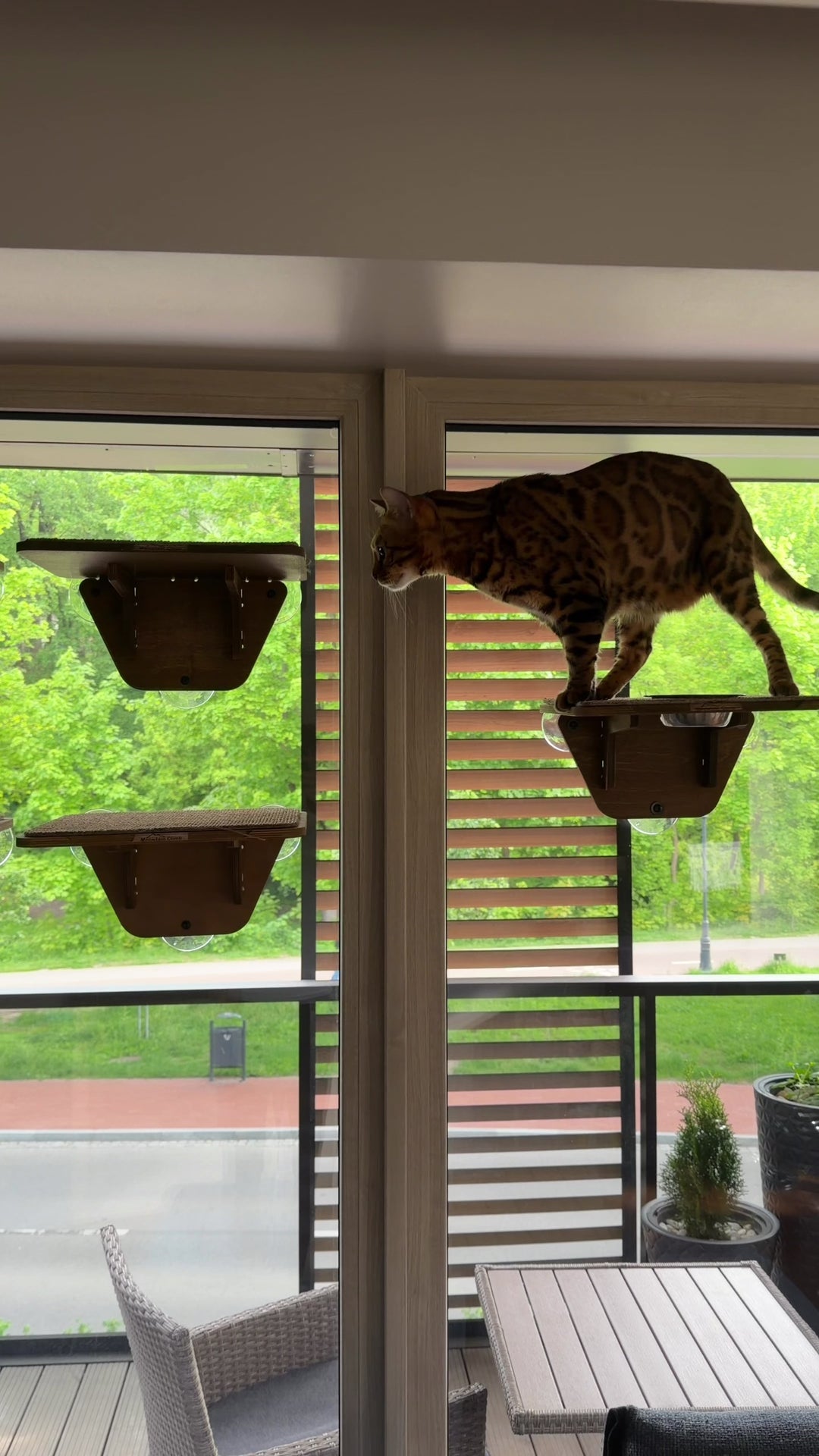 Indoor Cat Activity System