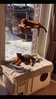 Indoor Cat Activity System