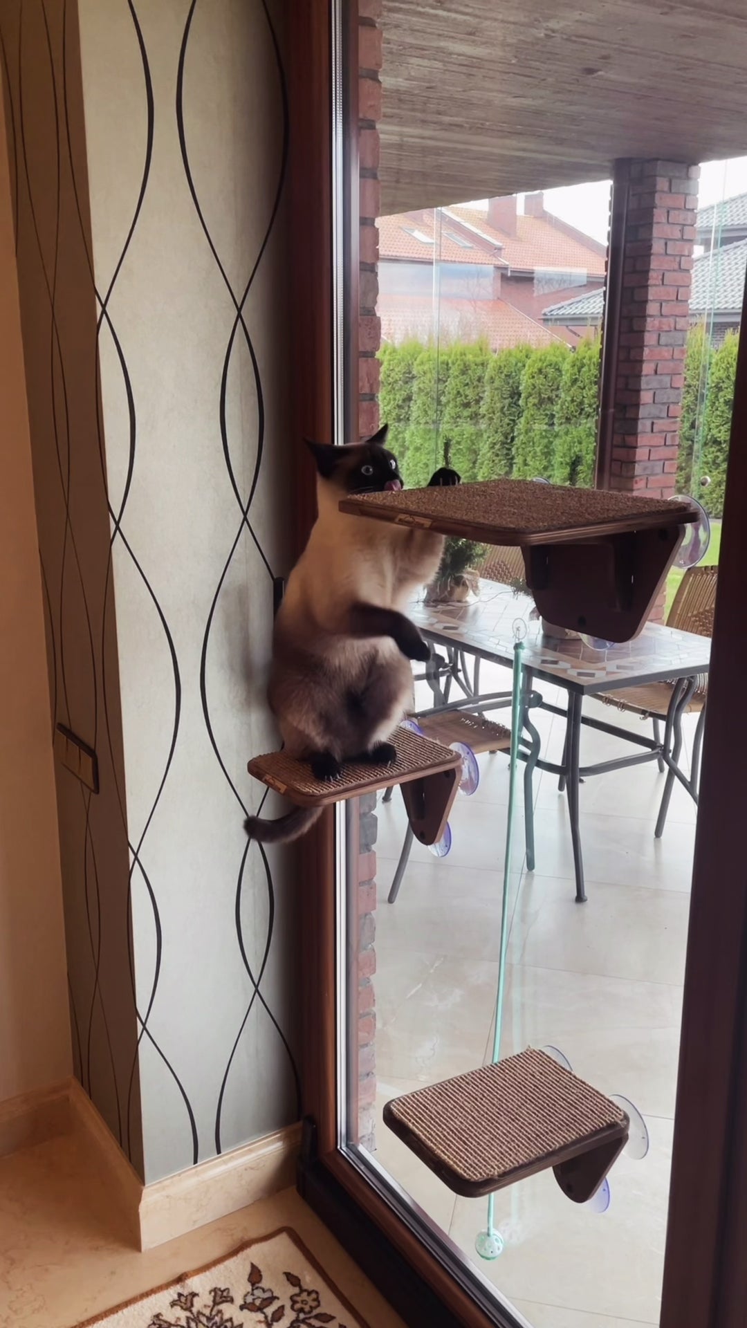 Indoor Cat Activity System