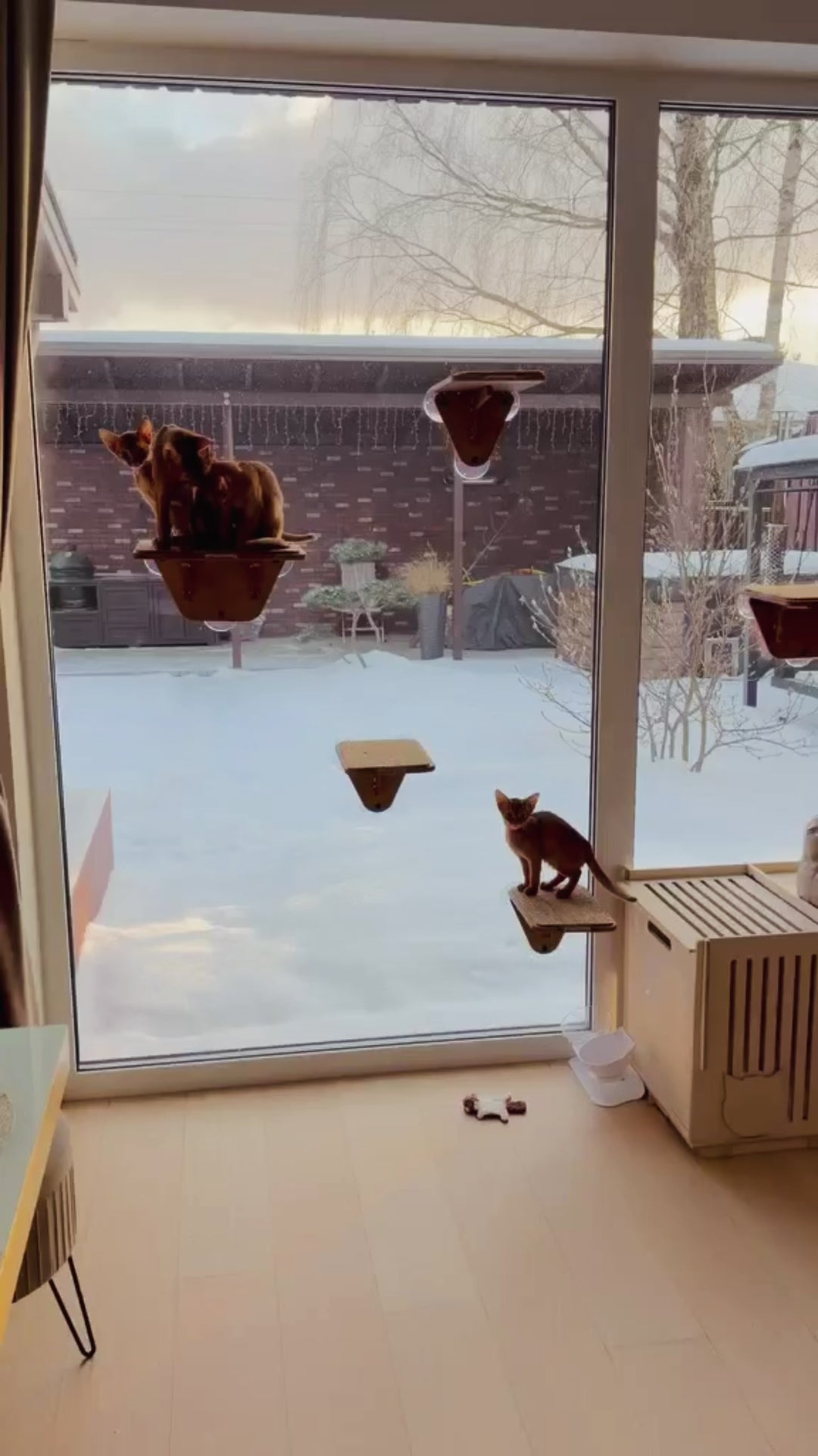 Indoor Cat Activity System